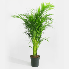Collection image for: Feng Shui Indoor Plants