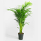 Feng Shui Indoor Plants