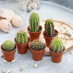 Collection image for: Indoor Succulents and Cactus