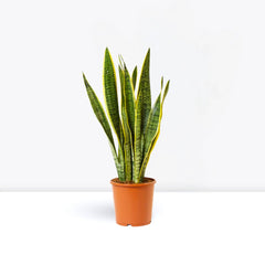 Collection image for: Outdoor Plants