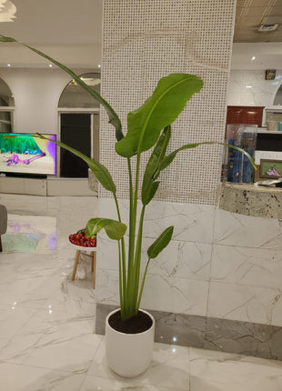 Travellers Palm Medium Promo