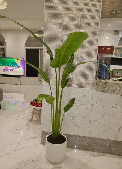 Travellers Palm Medium Promo