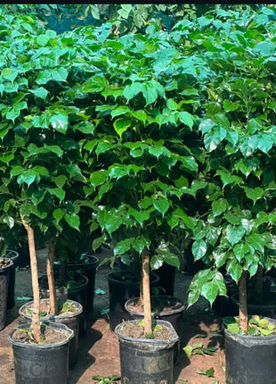 Olive Tree Bushy Premium Promo