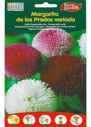 Bellis Pomponette &#8220;Margarita&#8221; Mix Premium Quality Seeds by EuroGarden