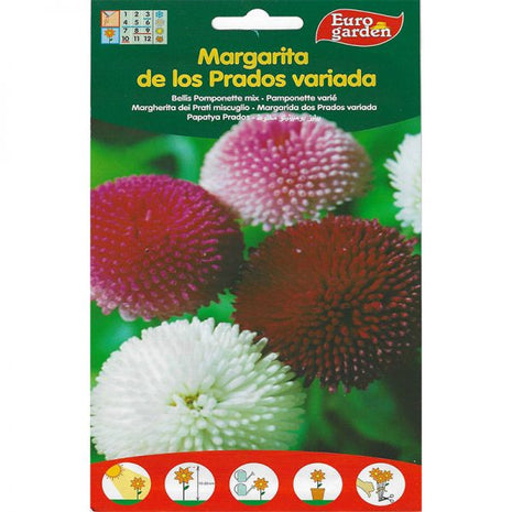 Bellis Pomponette &#8220;Margarita&#8221; Mix Premium Quality Seeds by EuroGarden
