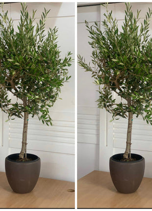Olive Tree Bushy Premium Promo