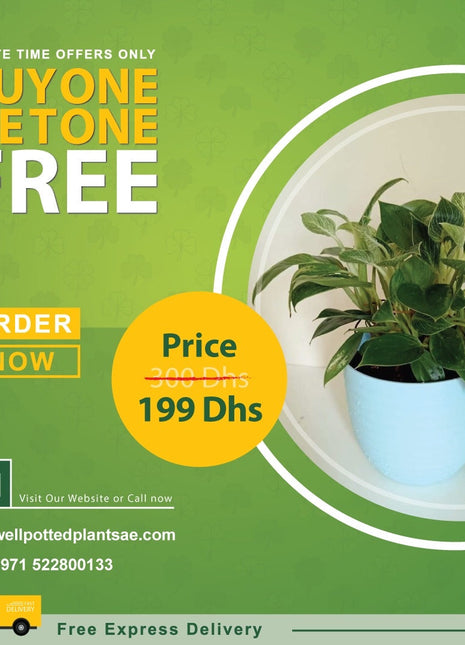 Calathea in Plastic PROMO