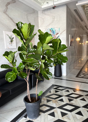 Fiddle XLarge Plant Promo