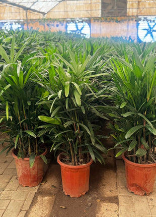 Lady Palm Premium Promo