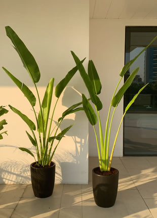 Office Plants Travellers Palm 2.2m in Black Pot Bundle 2pc PROMO