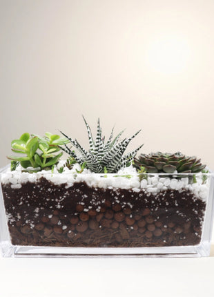 Succulent Jungle