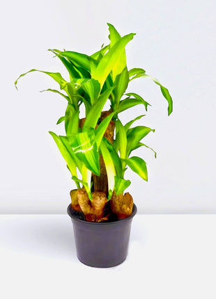 Dracaena fragrans &#8220;Massangeana Multi Branch &#8221; 30-40cm