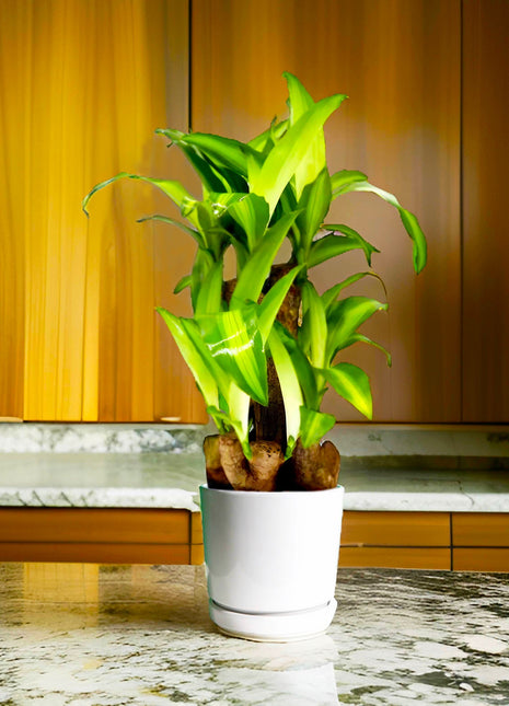 Dracaena fragrans &#8220;Massangeana Multi Branch &#8221; 30-40cm