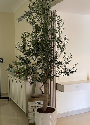Olive Tree Fully Grown 2.2m to 2.5m 15 year old Olive Tree on Promo
