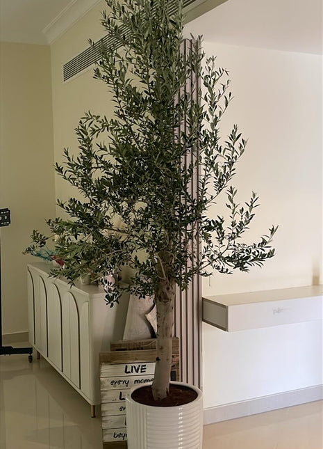 Olive Tree Fully Grown 2.2m to 2.5m 15 year old Olive Tree on Promo