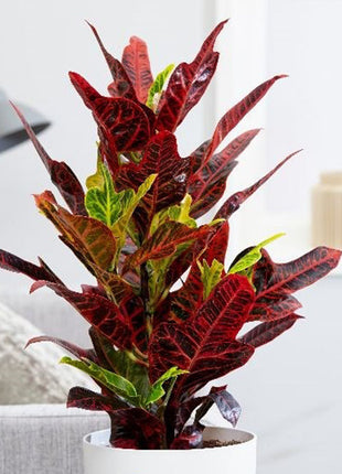 Codiaeum Variegatum (40-50 cm)