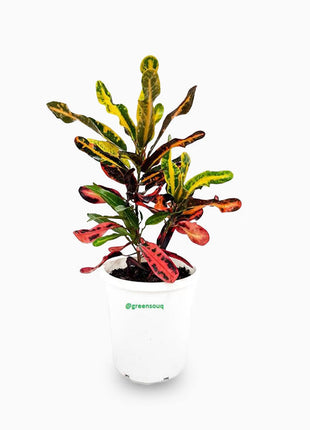 Codiaeum Variegatum (40-50 cm)