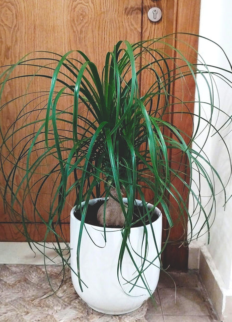 Beaucarnea Recurvata &#8220;Elephant&#8217;s Foot or Ponytail Palm&#8221; 50-60cm