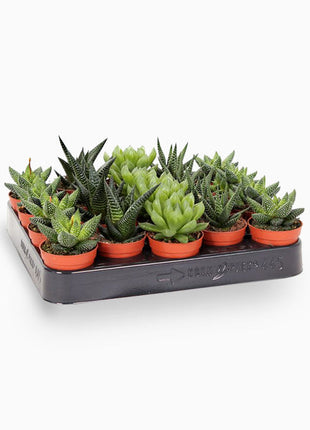 Mini succulents Haworthia in Transparent pot &#8220;Terrarium&#8221;