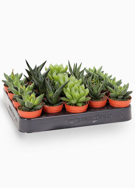 Mini succulents Haworthia in Transparent pot &#8220;Terrarium&#8221;