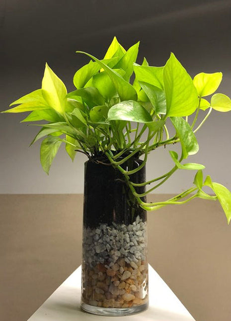 Neon Pothos (20-30 cm)