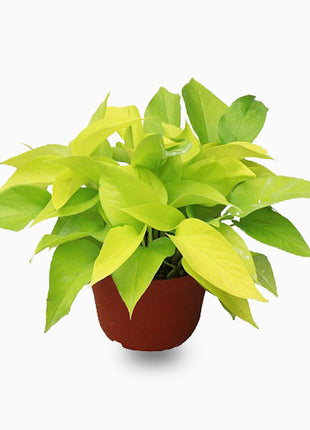 Neon Pothos (20-30 cm)