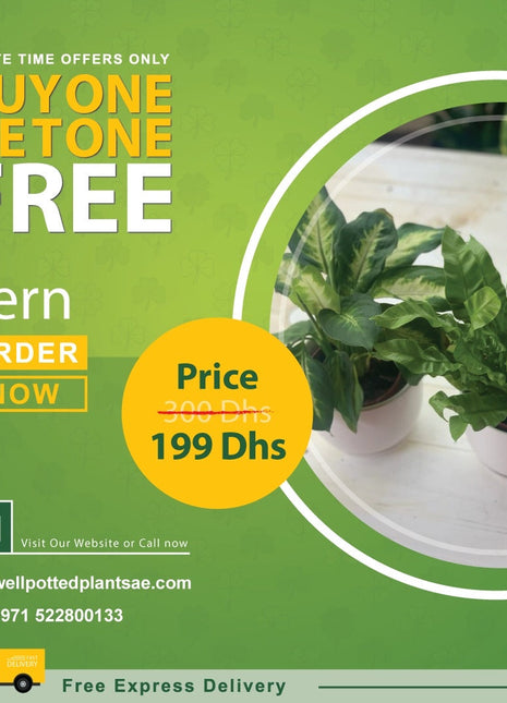 Fern in Plastic PROMO