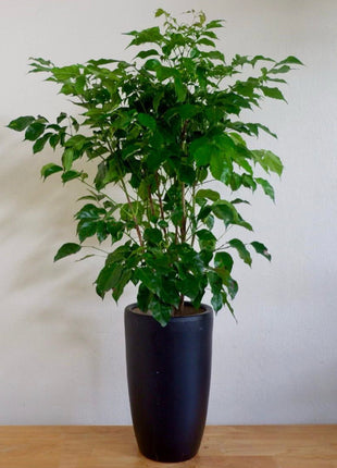 Office Plant Chinadoll PROMO