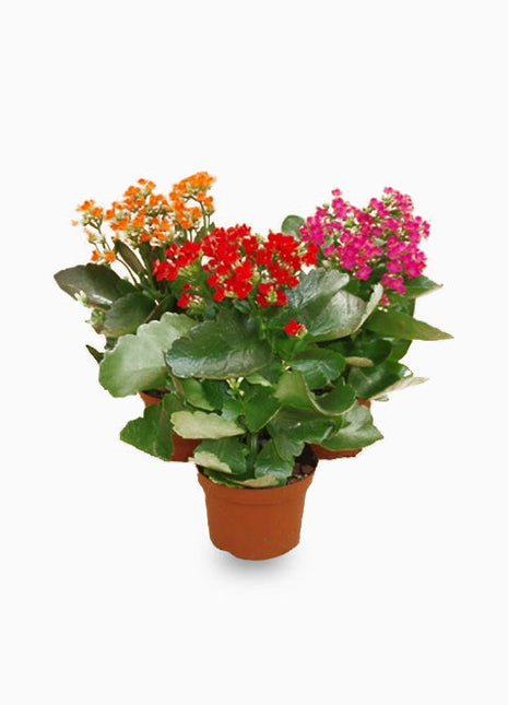 Kalanchoe Blossifeldiana (Indoor)