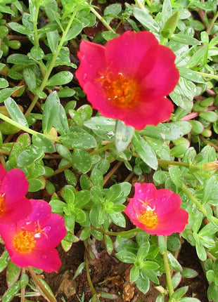 https://i0.wp.com/www.greensouq.ae/wp-content/uploads/2023/10/1600px-Wingpod_purslane_Portulaca_umbraticola_flowers-e1698303237951.jpg?fit=1306%2C1200&ssl=1