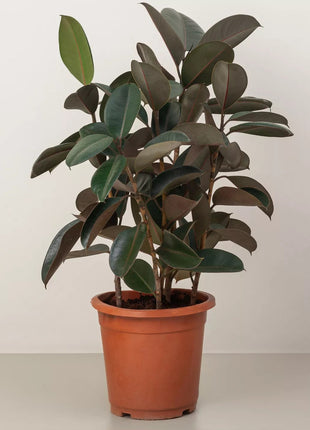 Rubber Plant In Black Ceramic Pot (Holland)  80 &#8211; 100cm