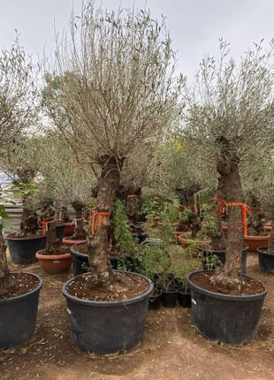Strelitzia Nicolai or Bird of Paradise طائر الجنة in White Ceramic Pot 1.8-2m