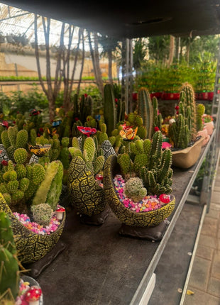 Cactus Arrangement Promo