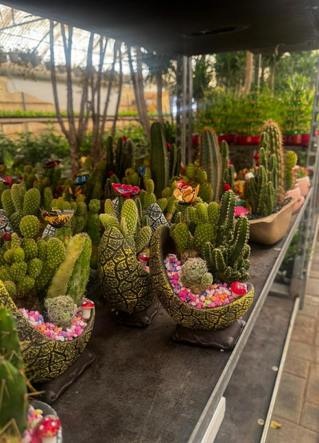 Cactus Arrangement Promo