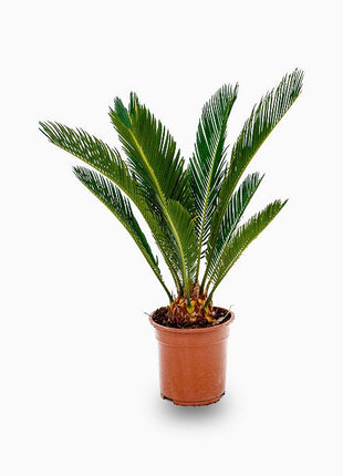 Cycas Revoluta &#8220;Sago Palm&#8221;