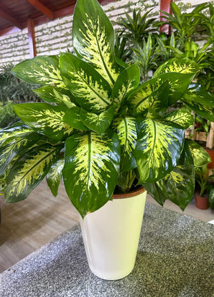 Morning Dew in Long Pot PROMO