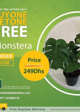 Monstera PROMO