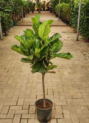 Fiddle Single Head Promo