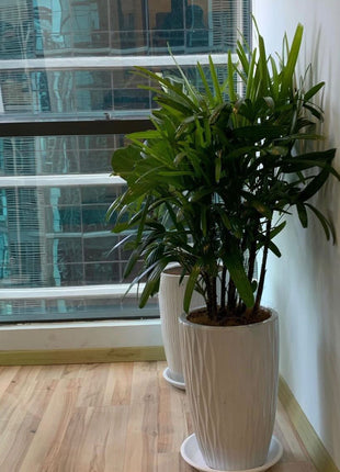 Office plant Lady Palm PROMO