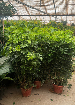 Umbrella Plant Promo