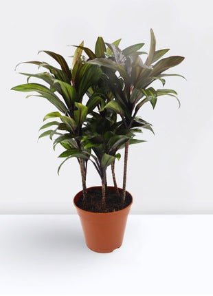 Aloe vera "Indoor" or Medicina Aloe 25-30cm الألوة فيرا