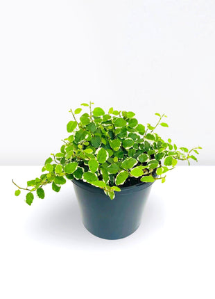 Ficus Pumila- Creeping fig &#8220;Varigated&#8221;