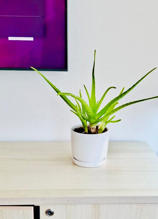 Aloe vera "Indoor" or Medicina Aloe 25-30cm الألوة فيرا