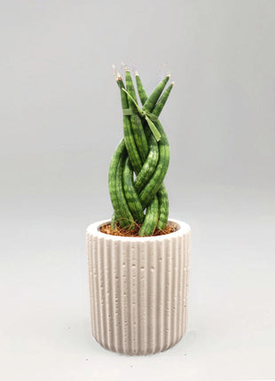 African Spear , Twisted Sansevieria Cylindrica
