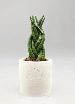 African Spear , Twisted Sansevieria Cylindrica