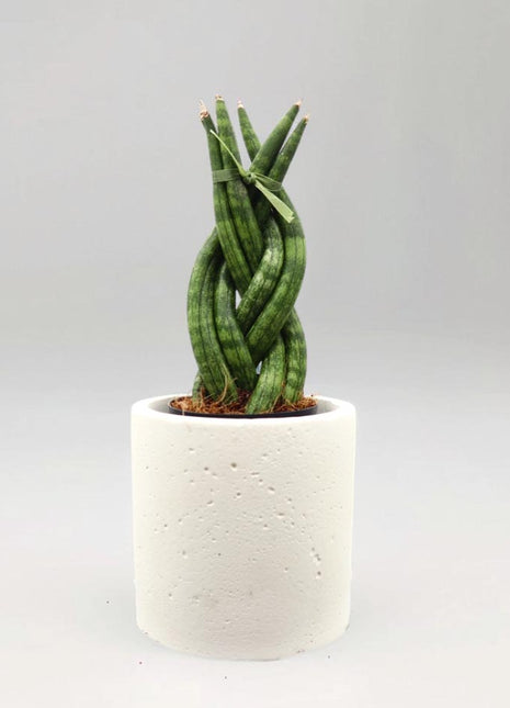 African Spear , Twisted Sansevieria Cylindrica