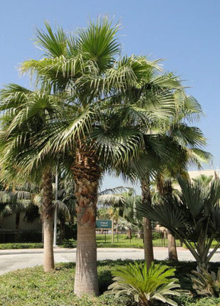 https://i0.wp.com/www.greensouq.ae/wp-content/uploads/2017/11/2.0m-overall-Washingtonia-robusta-African-Fan-Palm-%40650-2-700x620-1.jpg?fit=720%2C660&ssl=1