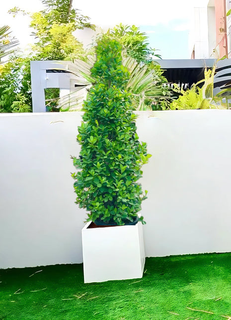 https://i0.wp.com/www.greensouq.ae/wp-content/uploads/2025/01/2.5-3.0-m-ficus-cone-in-square-grp-pot.jpg?fit=1000%2C1000&ssl=1
