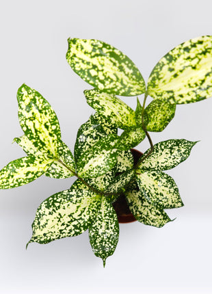 Dracaena Surculosa ‘Florida Beauty’ | Godseffiana