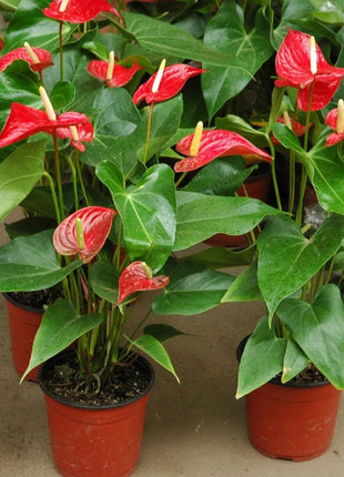 Andreanum or The Flamingo Flower